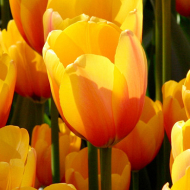 X 100 TULIPA APELDOORNS ELITE 11/12