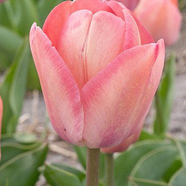 X 100 TULIPA APRICOT PRIDE 11/12