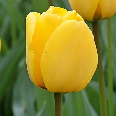 X 100 TULIPA GOLDEN OXFORD 12/+