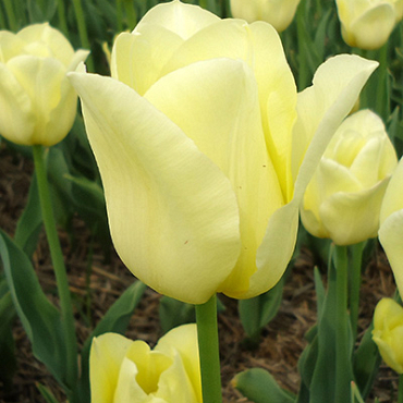 X 100 TULIPA WORLD FRIENDSHIP 11/12