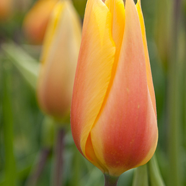 X 100 TULIPA BLUSHING LADY 12/+