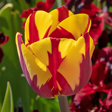 X 100 TULIPA HELMAR 11/12