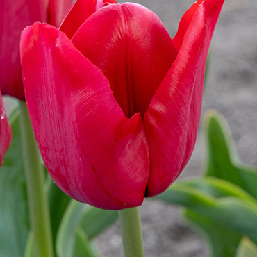 X 100 TULIPA ILE DE FRANCE 12/+