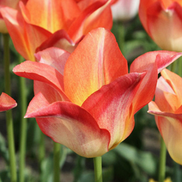 X 100 TULIPA MOONBLUSH 12/+