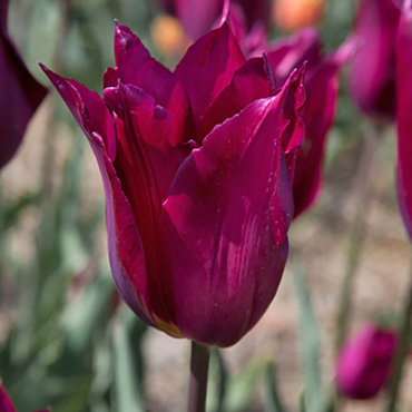 X 100 TULIPA PURPLE HEART 11/12