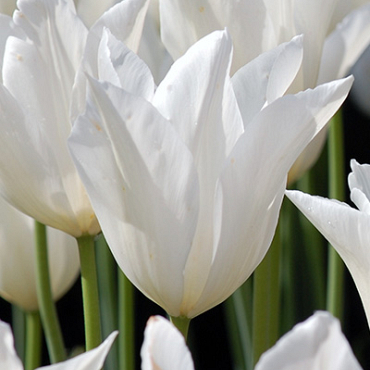 X 100 TULIPA WHITE TRIUMPHATOR 11/12