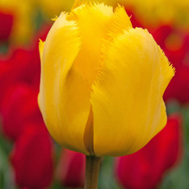 X 100 TULIPA CRYSTAL STAR 12/+