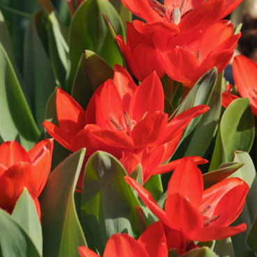 X 100 TULIPA PRAESTANS ZWANENBURG VARIETY 9/+