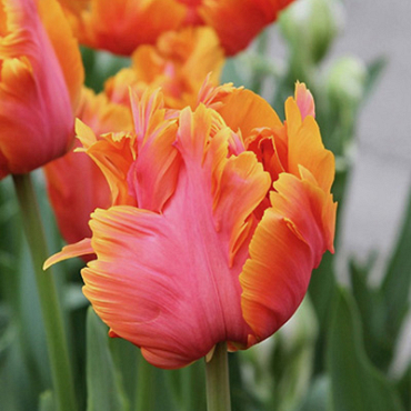 X 100 TULIPA AMAZING PARROT 12/+