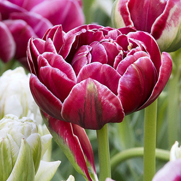 X 100 TULIPA DREAM TOUCH 11/12