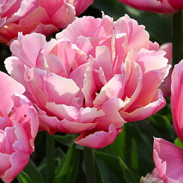 X 100 TULIPA PINK STAR 11/12