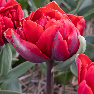 X 100 TULIPA RED PRINCESS 11/12