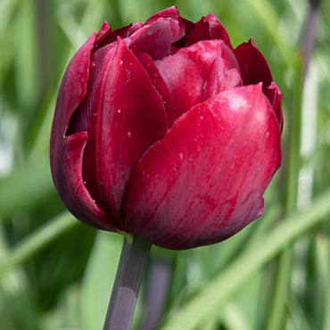 X 100 TULIPA UNCLE TOM 11/12