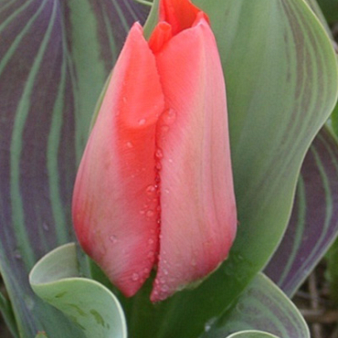 X 100 TULIPA TRAUTTMANSDORFF 11/12