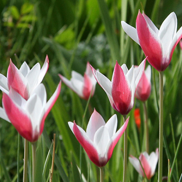 X 100 TULIPA CLUSIANA PEPPERMINTSTICK 6/+