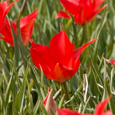 X 100 TULIPA LINIFOLIA 4/5