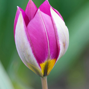 X 100 TULIPA PULCHELLA PERSIAN PEARL 6/+