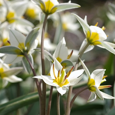 X 100 TULIPA TURKESTANICA 7/+