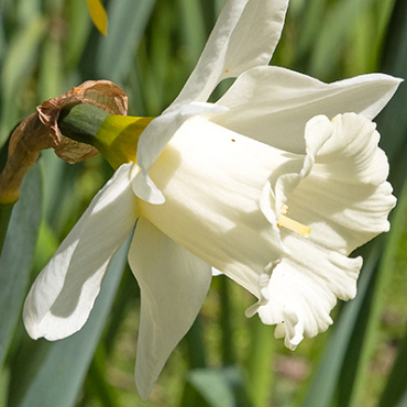 X 100 NARCISSUS MOUNT HOOD 12/14