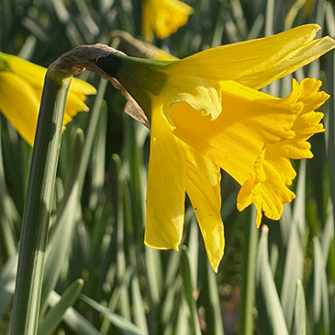 X 100 NARCISSUS RIJNVELDS EARLY SENSATION 12/14