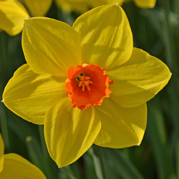 X 100 NARCISSUS BRACKENHURST 12/14