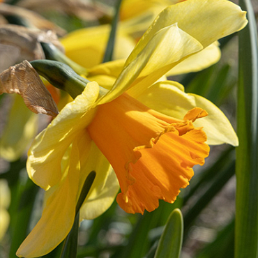 X 100 NARCISSUS FORTISSIMO 14/16