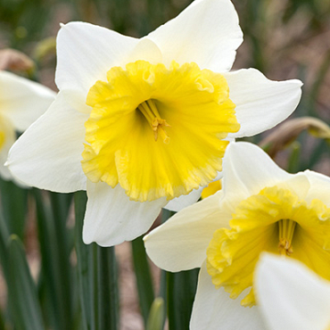 X 100 NARCISSUS ICE FOLLIES 12/14