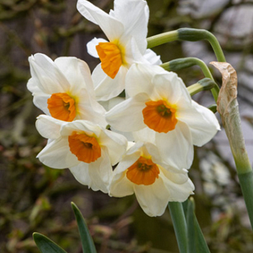 X 100 NARCISSUS GERANIUM 12/14