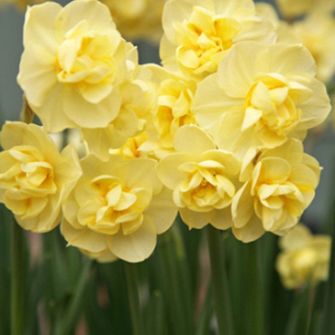 X 100 NARCISSUS YELLOW CHEERFULNESS 12/14