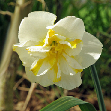 X 100 NARCISSUS LEMON BEAUTY 12/14