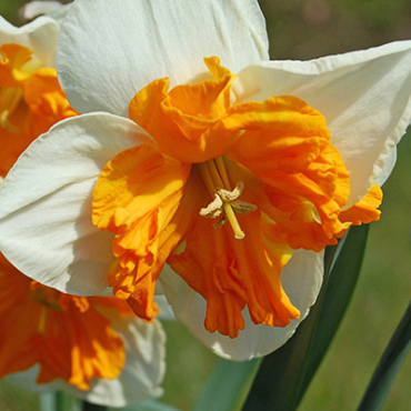 X 100 NARCISSUS ORANGERY 12/14