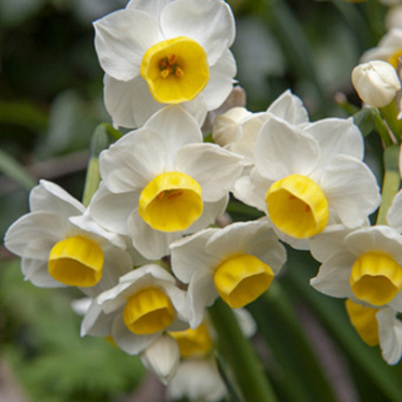 X 100 NARCISSUS AVALANCHE 13/15