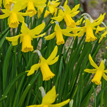 X 100 NARCISSUS FEBRUARY GOLD 14/16