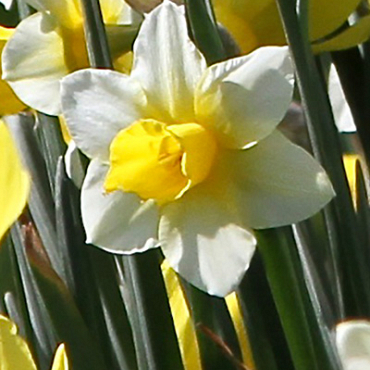 X 100 NARCISSUS GOLDEN ECHO 12/14