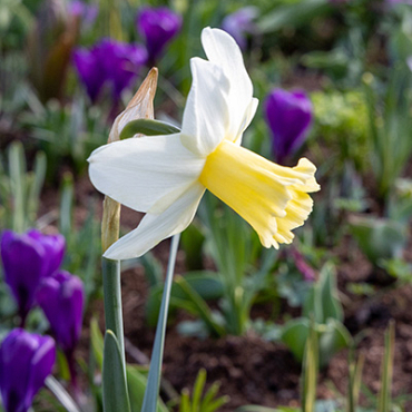 X 100 NARCISSUS PRINSES AMALIA 12/14
