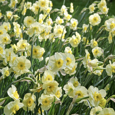 X 100 NARCISSUS SUN DISC 10/12
