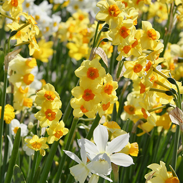 X 100 NARCISSUS BOTANISCH GEMENGD 12/14