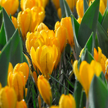 X 100 CROCUS GOLDEN YELLOW 8/9