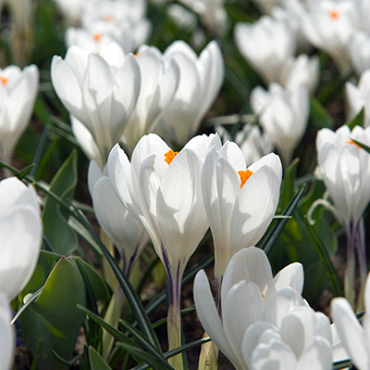 X 100 CROCUS JEANNE DARC 8/9