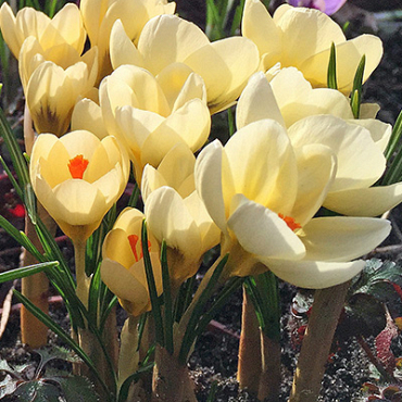 X 100 CROCUS SPECIE CHR. CREAM BEAUTY 5/+