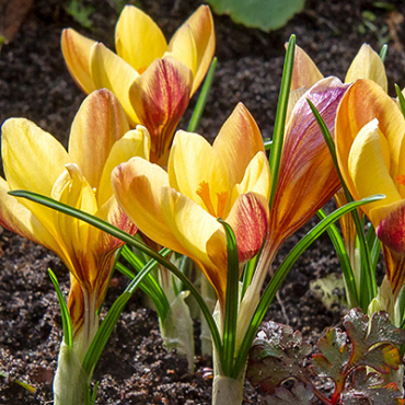 X 100 CROCUS SPECIE FUSCOTINCTUS 5/+