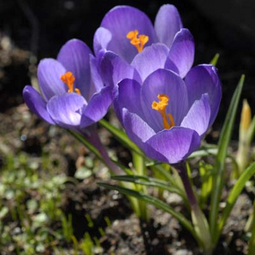 X 100 CROCUS SPECIE TOMMASINIANUS 5/+