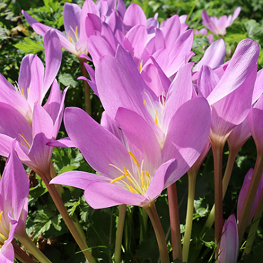 X   10 COLCHICUM AUTUMNALE 13/+