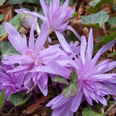 X   10 COLCHICUM WATERLILY 16/+