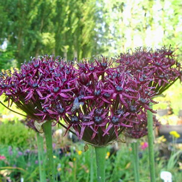 X 100 ALLIUM ATROPURPUREUM 10/+