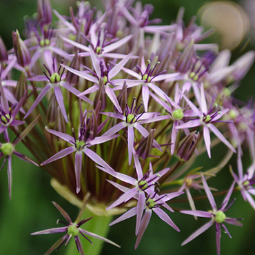 X 100 ALLIUM CHRISTOPHII 14/+