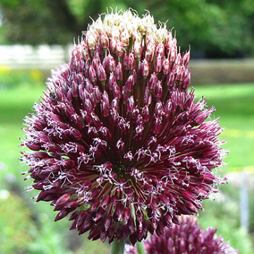 X   25 ALLIUM FORELOCK 14/+