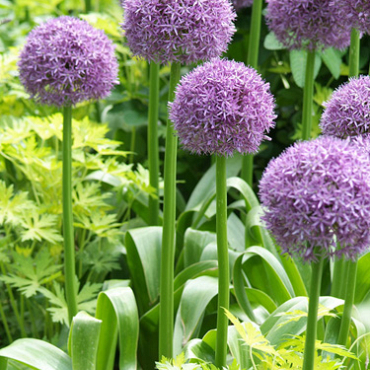 X   25 ALLIUM HIS EXCELLENCY 18/20