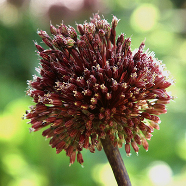 X   25 ALLIUM RED MOHICAN 10/+