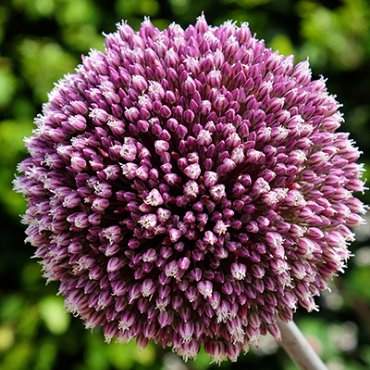 X   25 ALLIUM SUMMER DRUMMER 12/+